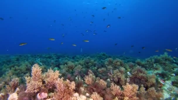 水中風景濃い青の水にサンゴ礁の魚 — ストック動画