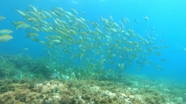 Große Schwärme Goldgebänderter Fische Flachen Wasser Tauchen Auf Mallorca — Stockvideo