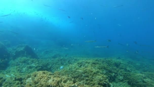 Natureza Subaquática Mergulho Uma Reserva Marinha Maiorca Espanha — Vídeo de Stock