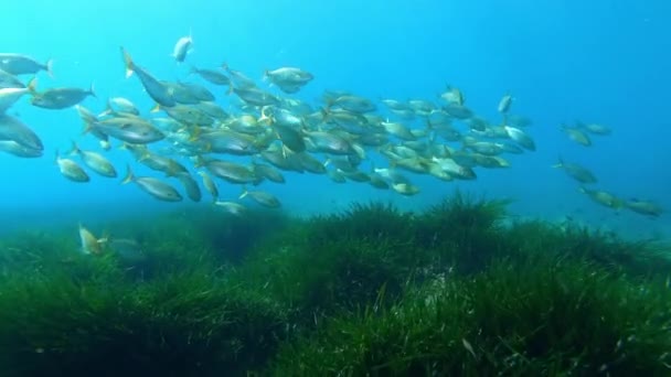 Escola Peixes Banhados Ouro Campo Algas Posidona — Vídeo de Stock