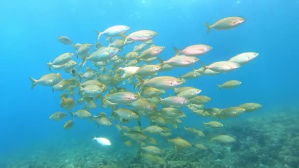 Morskie Życie Morskie Śródziemnomorskie Złoto Banded Ryb Szkoły Płytkich Wodach — Wideo stockowe