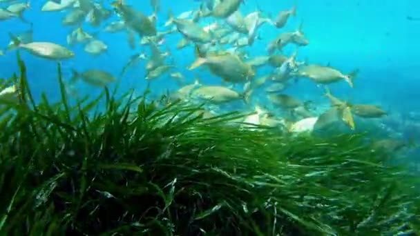 Akdeniz Resif Balıkları Salema Yeşil Pozidonia Deniz Yosunları Üzerinde — Stok video
