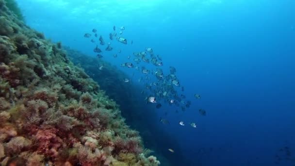 Cardumen Dos Doradas Arrecife Marino Mediterráneo — Vídeos de Stock