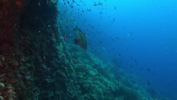 深蓝色水域中的石斑鱼 地中海海洋生物 — 图库视频影像