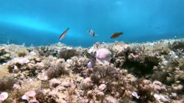 Arrecife Peces Del Mediterráneo Little Rainbow Wrasse Coris Julis — Vídeos de Stock