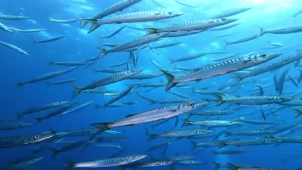 Escola Barracudas Nadando Para Mar Aberto Suba Mergulho Maiorca Espanha — Vídeo de Stock