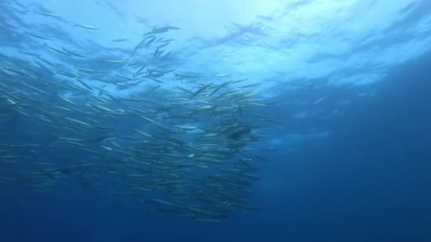 Grote School Barracuda Duiken Een Marien Reservaat Majorca Spanje — Stockvideo