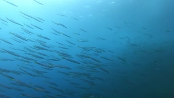 Duiken Majorca Zeer Grote School Barracuda Vissen Troebel Water — Stockvideo