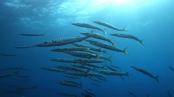 Onderzeese Fauna Barracudas Zwemmen Camera — Stockvideo