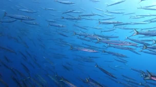 Escena Submarina Gran Escuela Barracudas Vida Silvestre Del Mar Mediterráneo — Vídeos de Stock