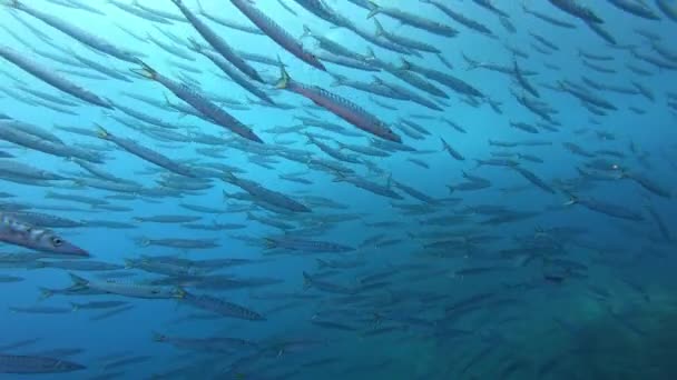 Duiken Een Marien Reservaat Grote School Barracuda Donkerblauw Water Middellandse — Stockvideo