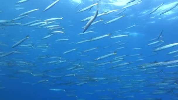 Duiken Majorca Grote School Barracuda Vissen Ondiep Water — Stockvideo