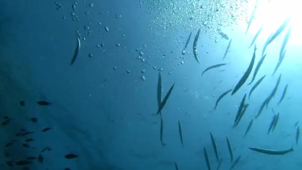 Unterwasser Backlight Szene Barrakuda Fische — Stockvideo