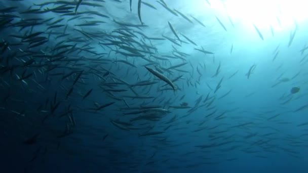 Средиземное Море Подводная Жизнь Большая Школа Барракуд Рядом Камерой — стоковое видео