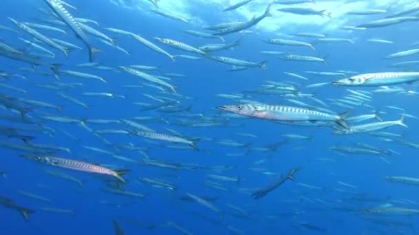 Gran Escuela Barracudas Aguas Poco Profundas Buceo Mallorca España — Vídeo de stock