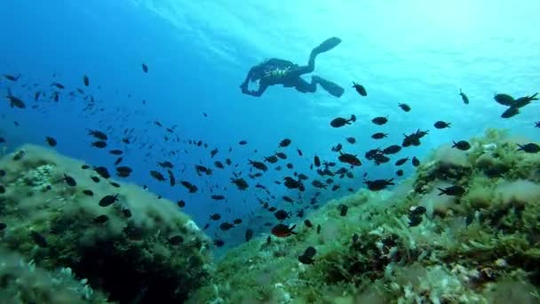 水下浮水 地中海海礁中的水肺潜水者 — 图库视频影像