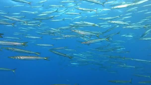 Большая Школа Барракуд Мелководье Подводная Средиземноморская Природа — стоковое видео