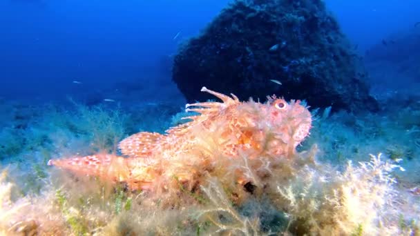 Pez Escorpión Rojo Fondo Del Mar Buceo Mallorca España — Vídeo de stock