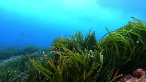 Swinging Posidonia Seaweed Seabed Scuba Diving Majorca Spain — Stock Video