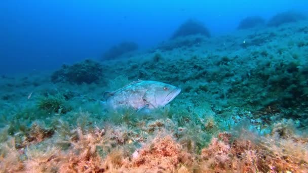 Peixes Agrupadores Silenciosos Fundo Mar Vida Marinha Mediterrânica — Vídeo de Stock