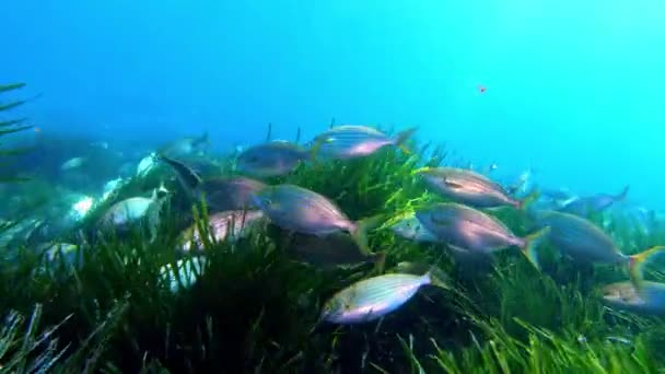 Suyun Altındaki Balıklar Yosun Tarlasında Yüzen Altın Bantlı Balıklar — Stok video