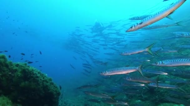 Büyük Bir Barakuda Balığı Sürüsüyle Pov Tüplü Dalış — Stok video
