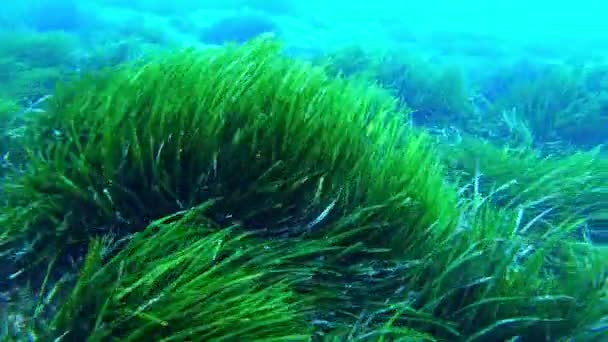 Onderwaterlandschap Golven Zwaaien Met Het Zeewier — Stockvideo