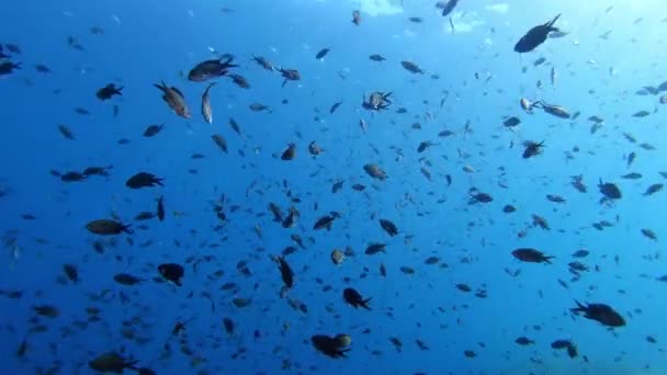 Unterwasserszene Kleine Burgfräulein Sehr Sauberem Blauem Meerwasser — Stockvideo