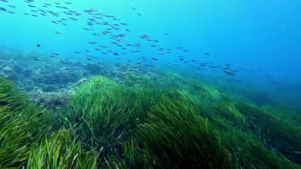 Cena Subaquática Pequenos Peixes Nadando Muito Rápido Sobre Fundo Mar — Vídeo de Stock