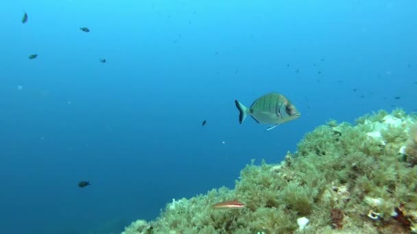 在清澈蓝水中游泳的暗礁鱼 水下场景 — 图库视频影像