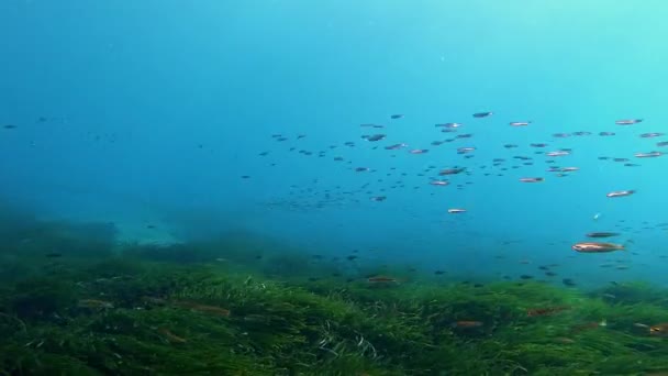 Natur Vatten Små Fiskar Som Simmar Över Grön Havsbotten — Stockvideo