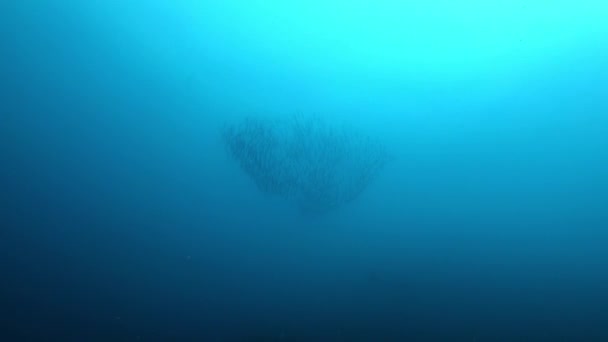 水中シーン底からのバラクーダの餌ボールの眺め — ストック動画