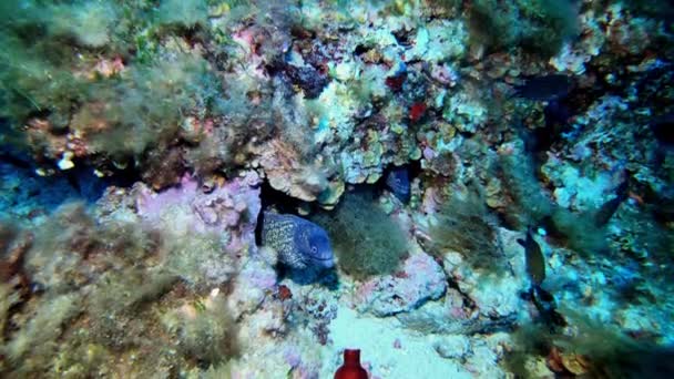 Два Мурена Глибокому Рифі Підводний Човен Скуба Іспанії — стокове відео