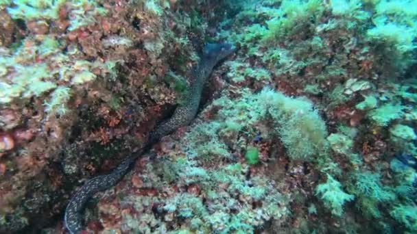 野生生物水中 サンゴ礁の大きなモレウナギ — ストック動画