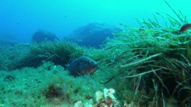 Balık, Mayorka İspanya 'da deniz tabanında yüzüyor.