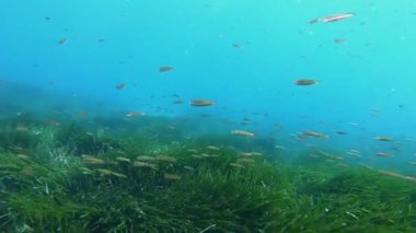 Su altı sahnesi - Yeşil pozidonia deniz yosunları üzerinde yüzen küçük balıklar