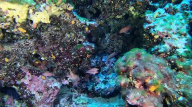 Derin scuba dalışı - Kızıl Anthias 45 metre derinlikte balık avlıyor - Akdeniz yaşamı
