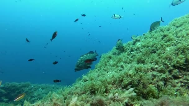 Leben Mittelmeer Tauchen Auf Mallorca Spanien — Stockvideo