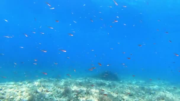 Підводний Краєвид Середземне Море Під Водою — стокове відео