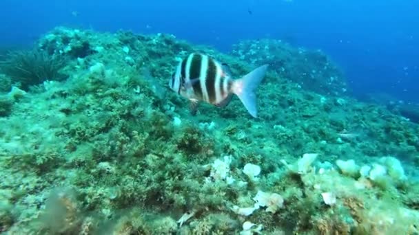 Naturaleza Bajo Agua Pez Besugo Imperial Nadando Arrecife Marino Mediterráneo — Vídeo de stock