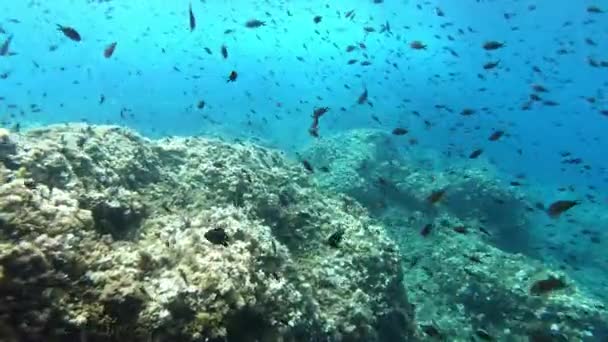 Onderwater Landschap Middellandse Zee Rif Met Veel Kleine Rif Vissen — Stockvideo
