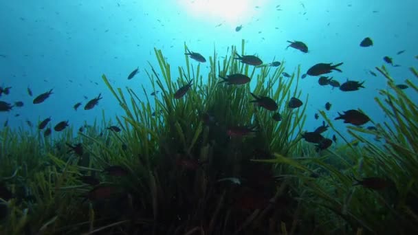 Arka Planda Altı Manzarası Pozidonia Küçük Kız Balıklarıyla Kaplanmış Deniz — Stok video
