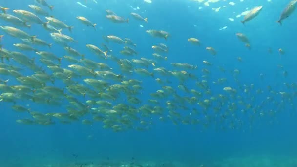 清洁蓝水中的金带鱼 西班牙马略卡岛的Scuba潜水 — 图库视频影像