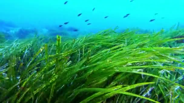 自然水中 非常に緑のポシドニア海草海底 — ストック動画