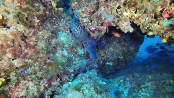 Дика Природа Під Водою Вугор Мореї Віддаляється Від Камери — стокове відео