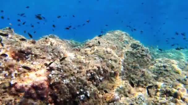 Undervattenslandskap Dykning Mallorca Spanien — Stockvideo