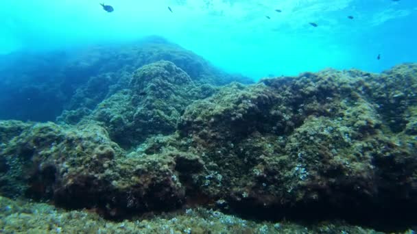 Cena Subaquática Recife Mar Mediterrâneo — Vídeo de Stock