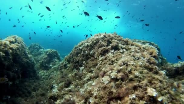 Vlny Vew Dna Potápění Útesu Středozemního Moře — Stock video