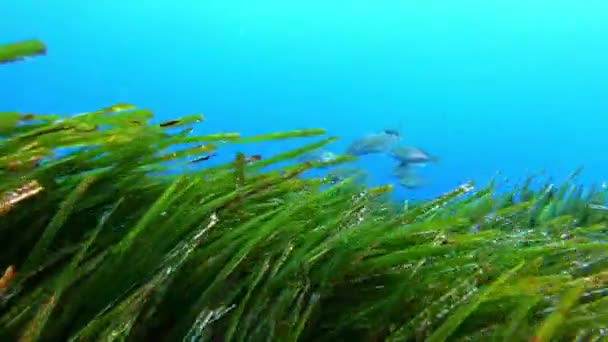 水中の金は非常に緑のポディニア海草のフィールド上の魚を束ねた — ストック動画