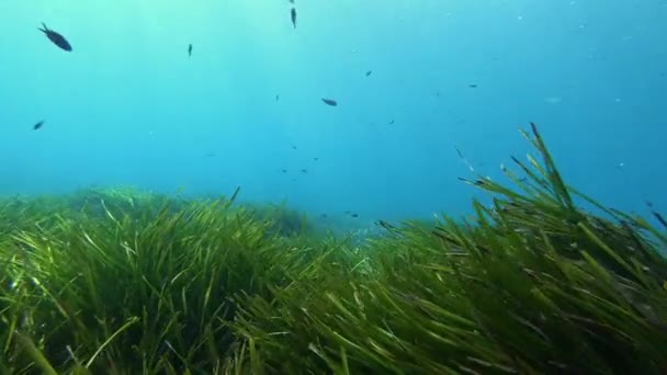 Onderwaterlandschap Posidinia Zeewier Zeebodem — Stockvideo